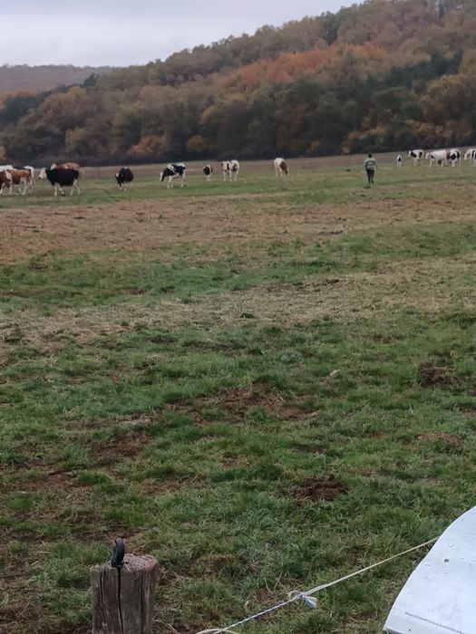 Vând vaci și juninci