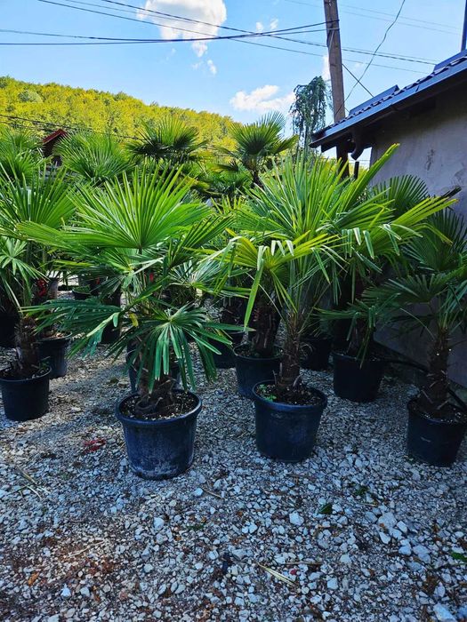 Plante ornamentale pentru proiecte peisagistice de succes
