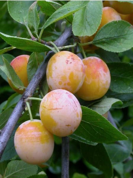 Prun Galben (Soiul De Nancy' Mirabelle)