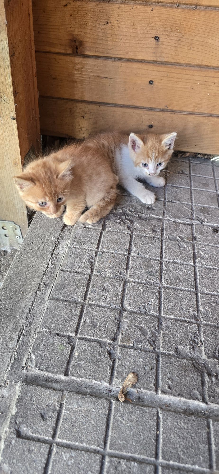 Подарявам котета