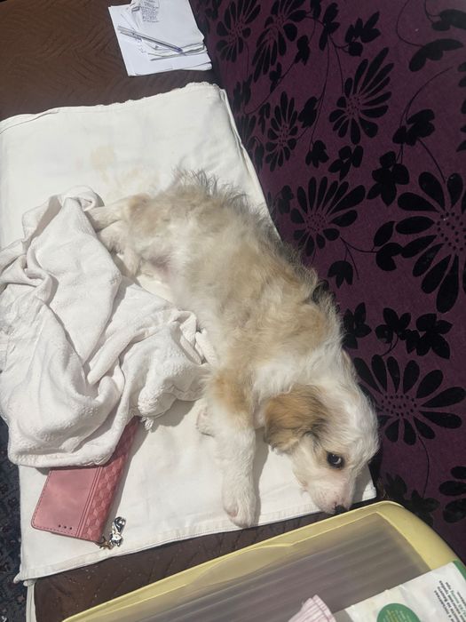 Подарявам малко куче, майка Лагото.