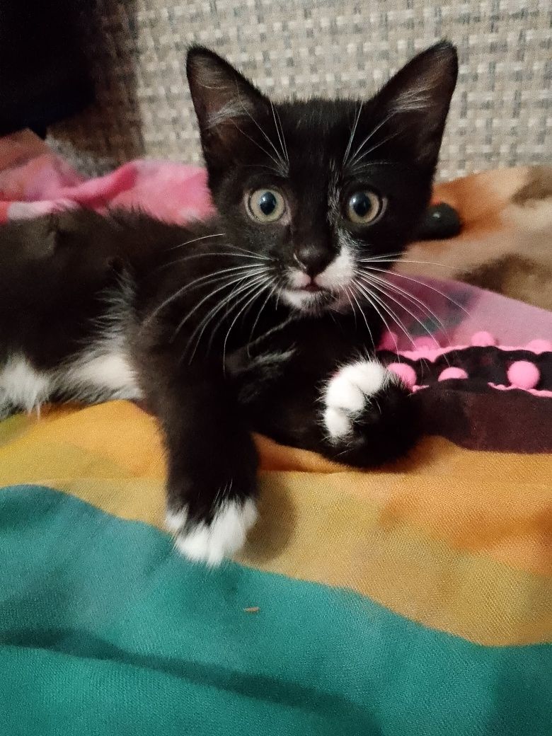 Симпатичные котята