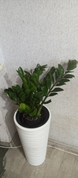 Продам сортовой замиокулькас