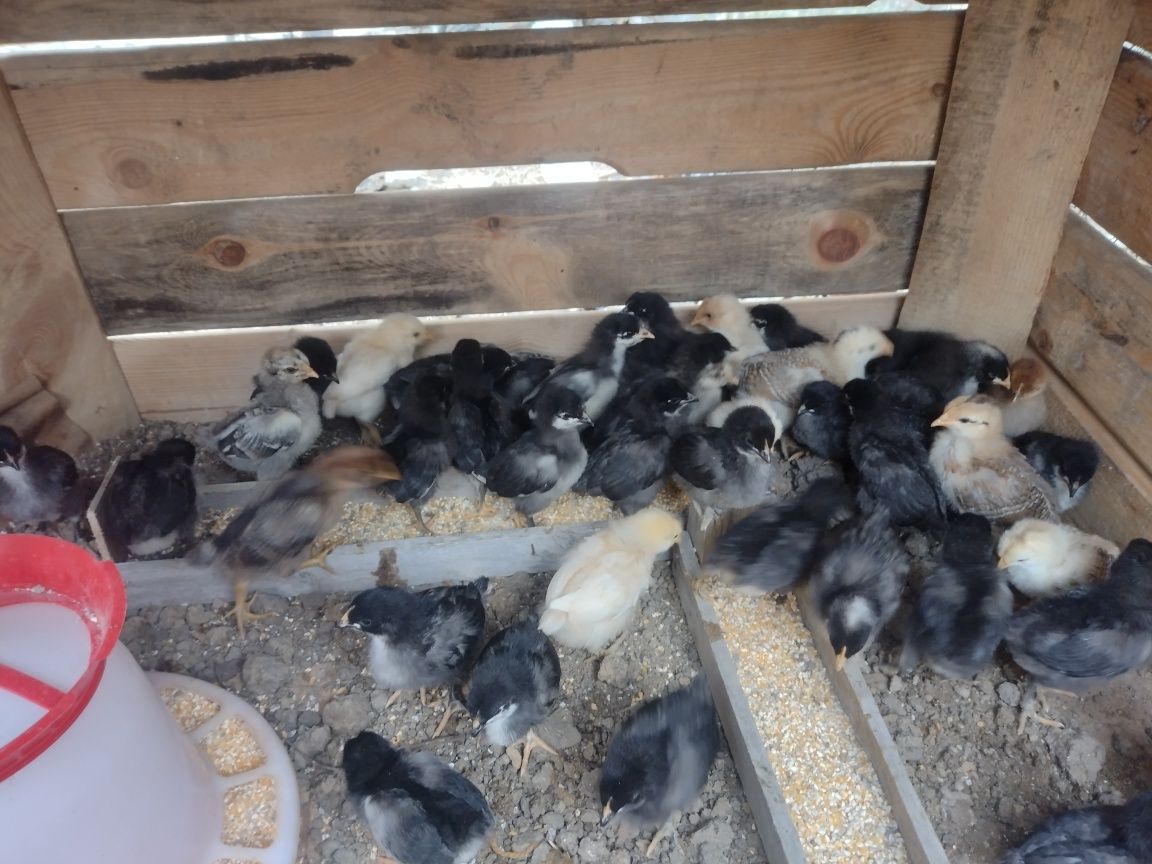 Vand pui australorp