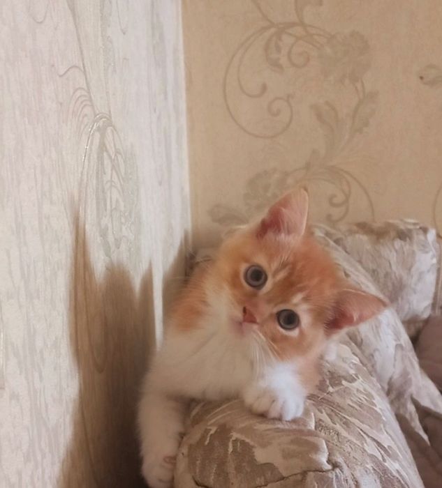 Скотиш страйт 2 месяцев