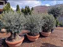Plante ornamentale - livrare la domiciliu