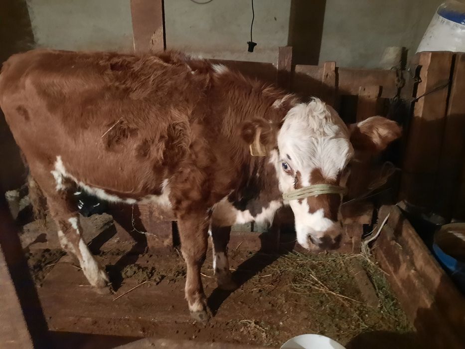 Корова мясная продаётся