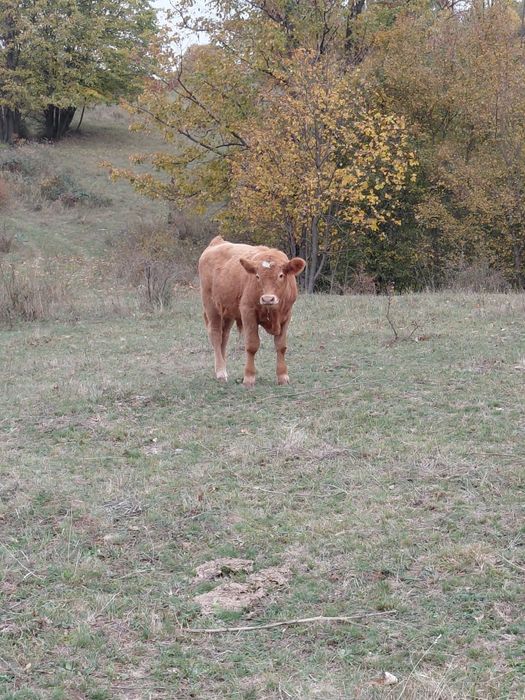 Vând tauras de aproape 5 luni