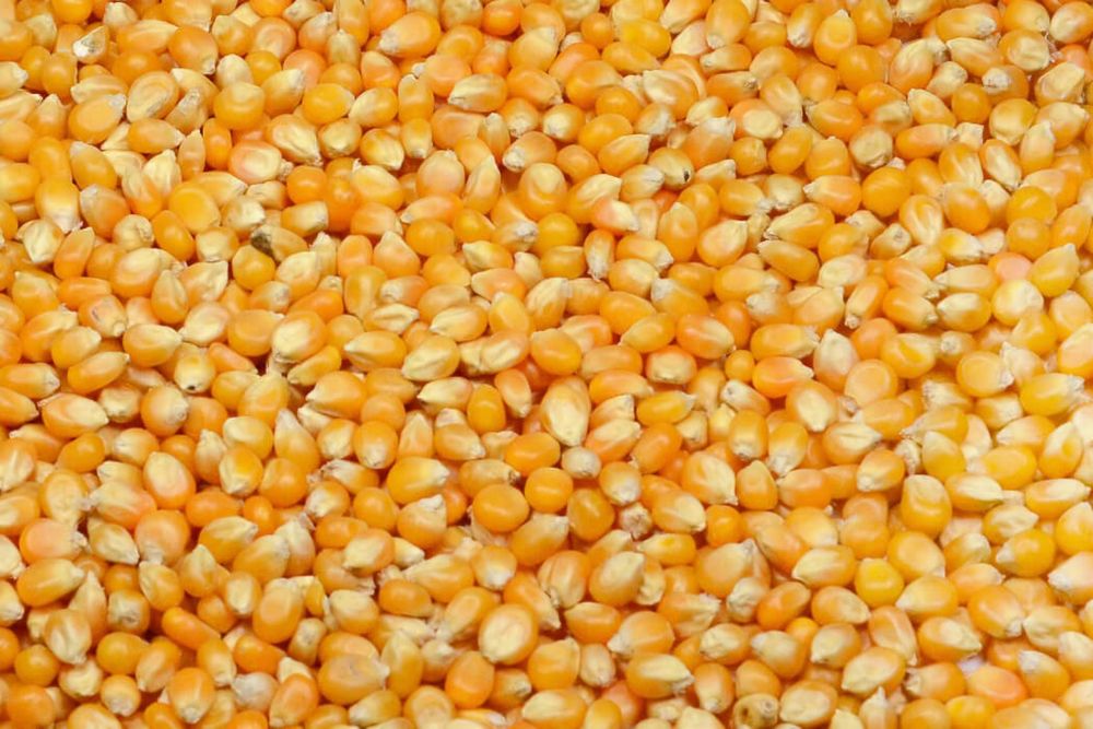 Porumb productie 2025
