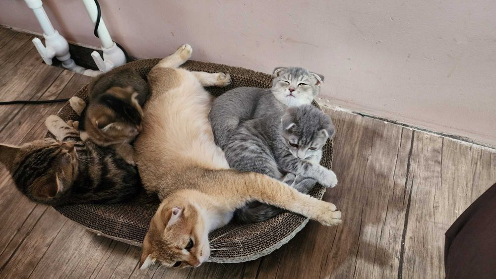 Продаются котята