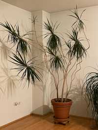 Dracaena marginata (Copacul dragon)