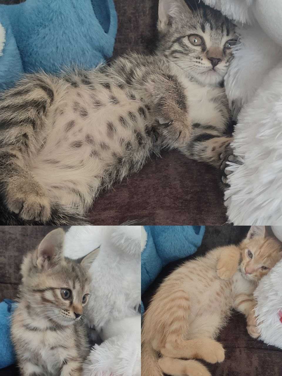 Отдам котят в хорошие руки