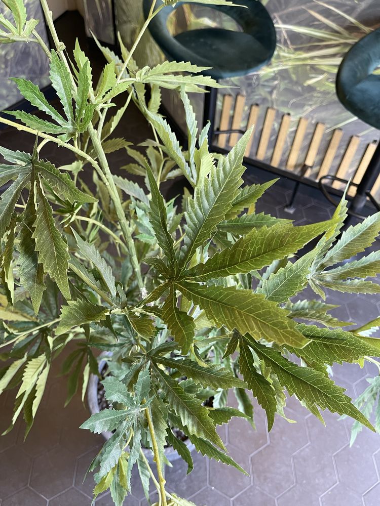 Planta artificala cannabis 160cm cu ghiveci si pietre decorative