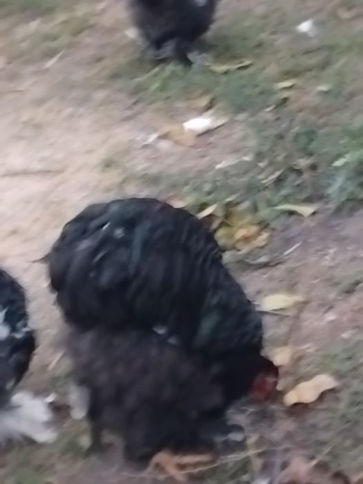 Tineret cochinchina între 5 și 6 luni