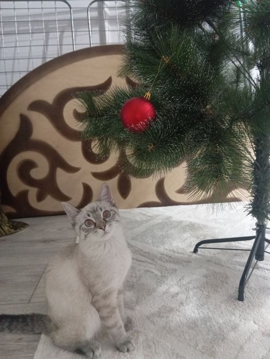 Отдам котенка, примерно 4 месяца