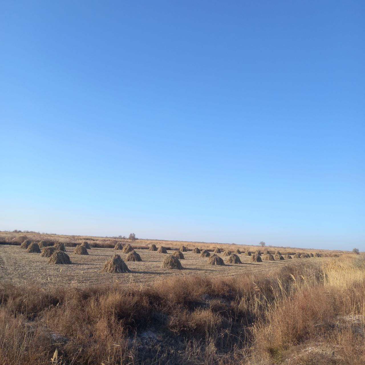 Gawish, .mal oti satiladı, baxası kelisimli