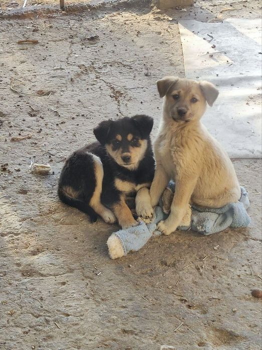 Щенята в добрые руки