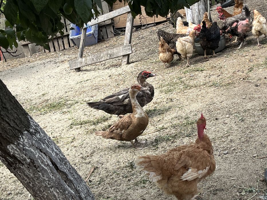 Rate lesesti colorate / mute