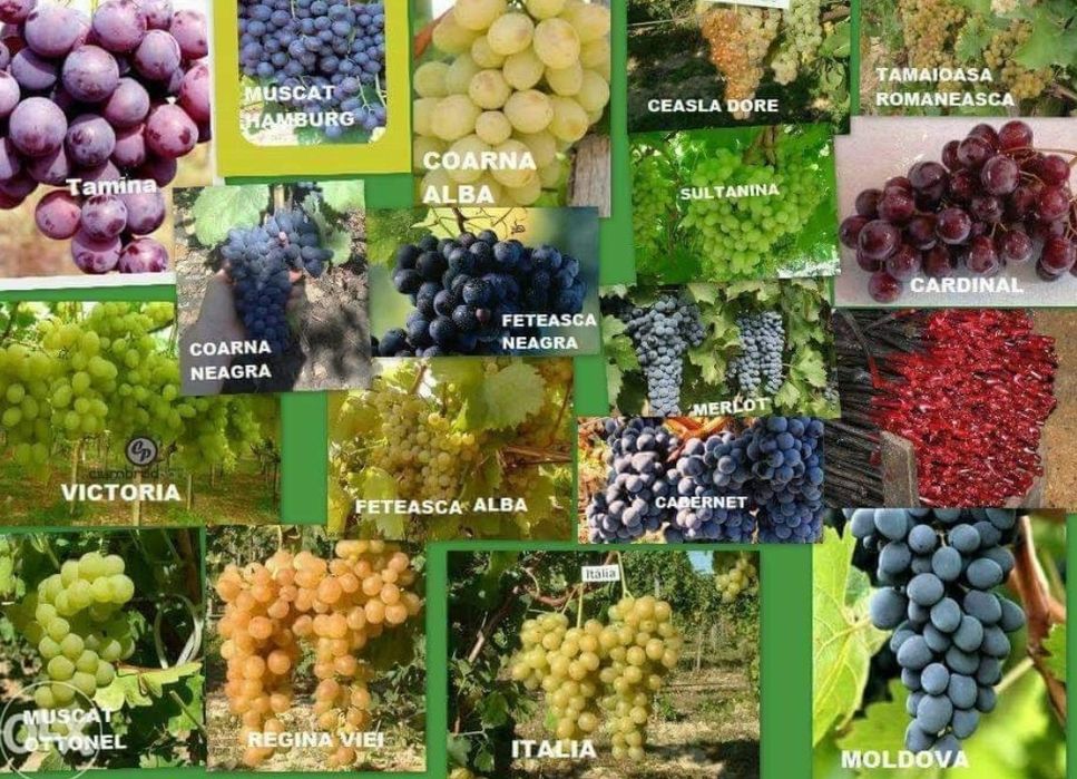 Producător butasi vita de vie hibrid