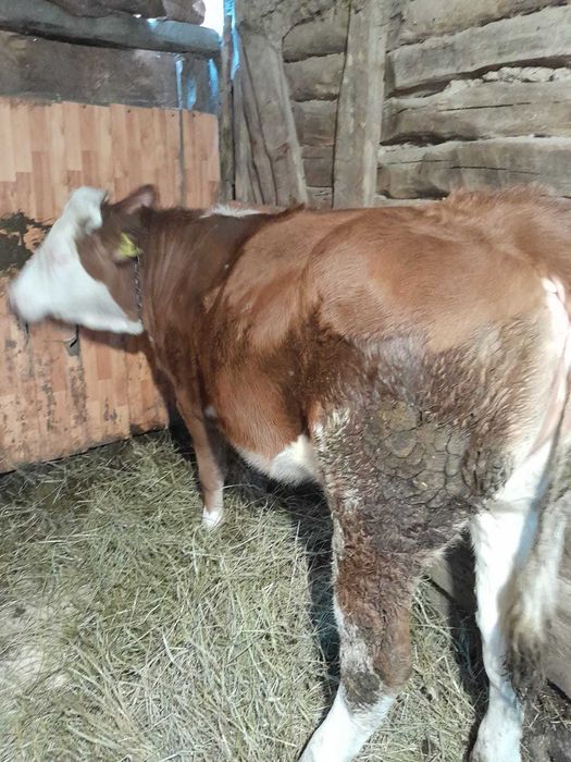 Vând șapte bucăți animale