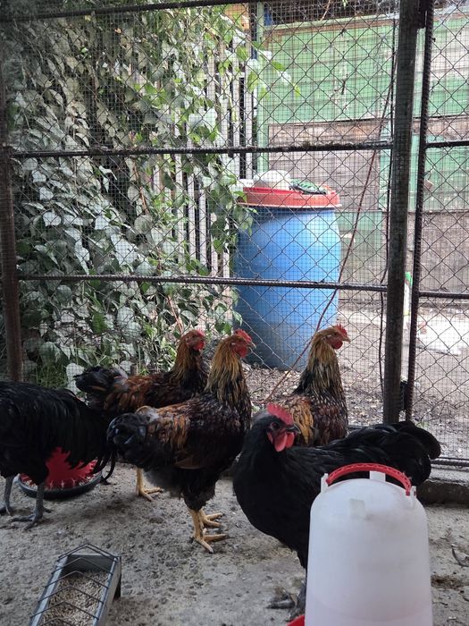 Vand cocosi rasele Wyandotte, Austalorp, Matase japoneza, BrahmaHD
