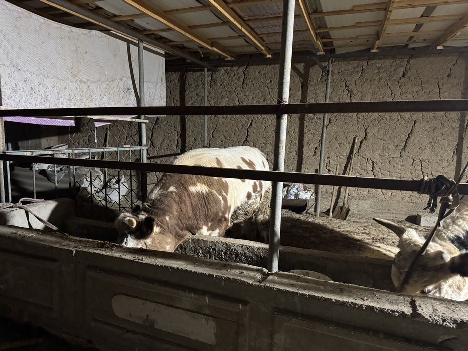 Limuzin boqla 500kg oshu mola