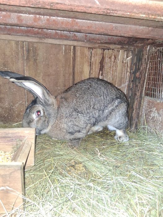 Vind iepurita Urias German montat