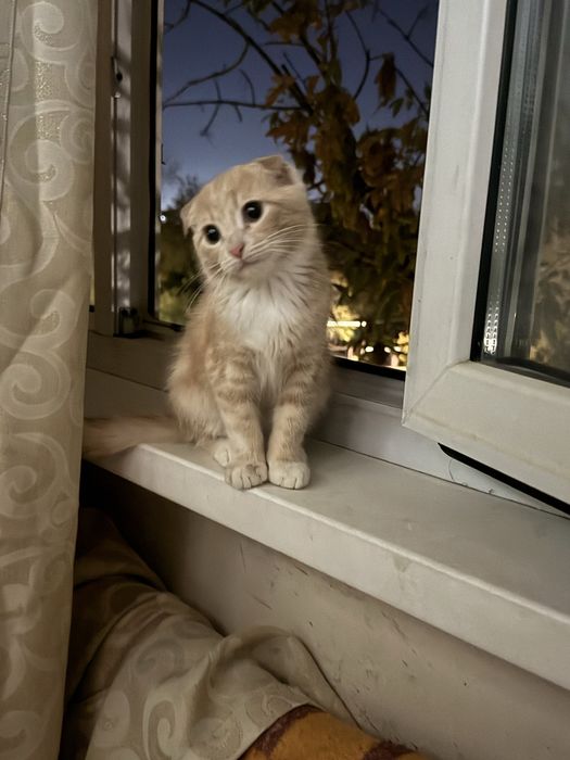 Отдам котенка скотиш фолд