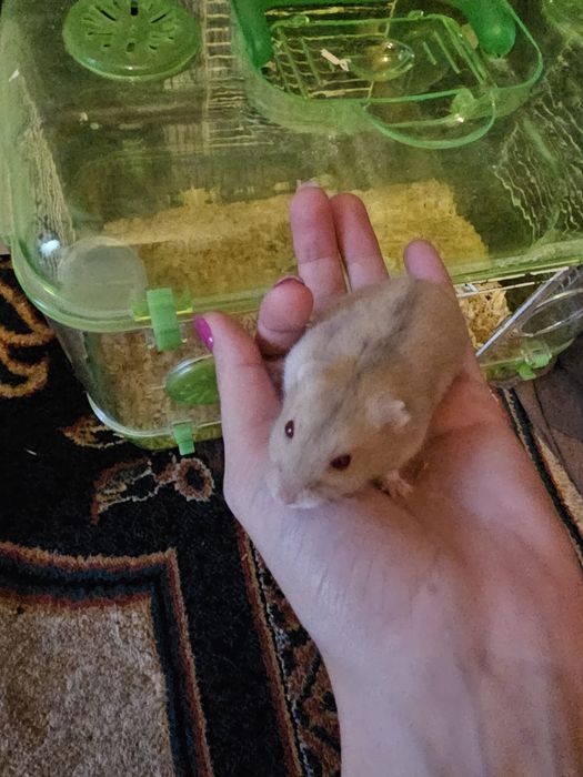 Vând hamsteri pitici