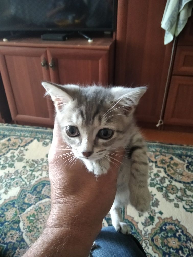 Отдам котёнка в добрые руки