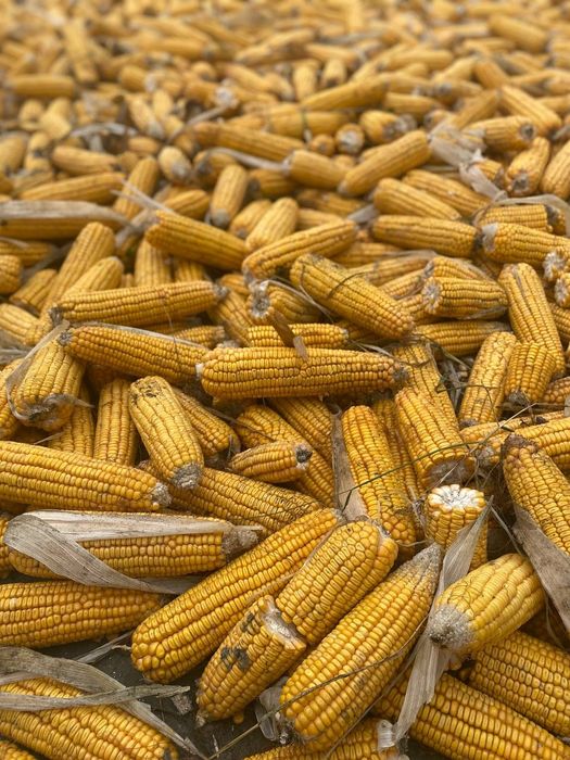 Makkajohori sotiladi holati yahshi qurtlamagan