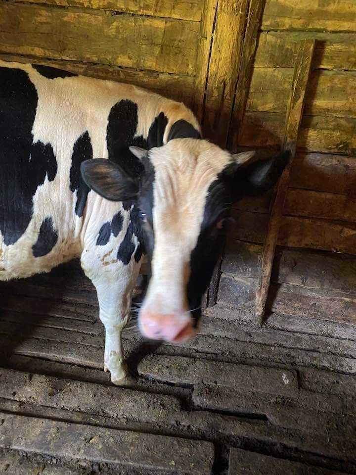 Vitel de vanzare 270kg