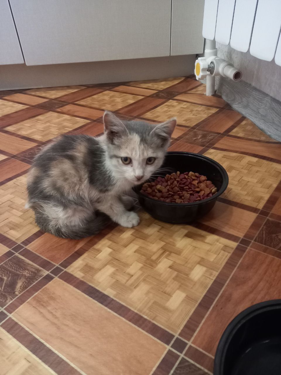 Uy pishiki tekinga