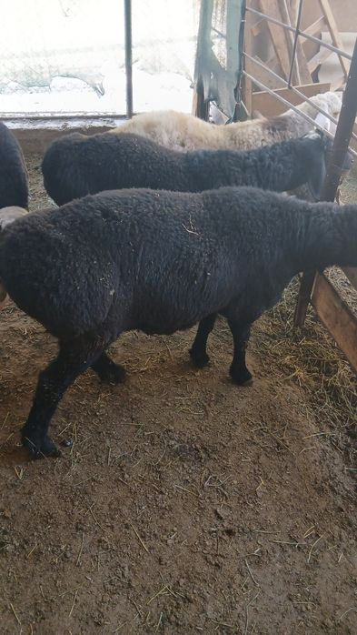 Quchqorlar sotiladi 2ta barra semiz