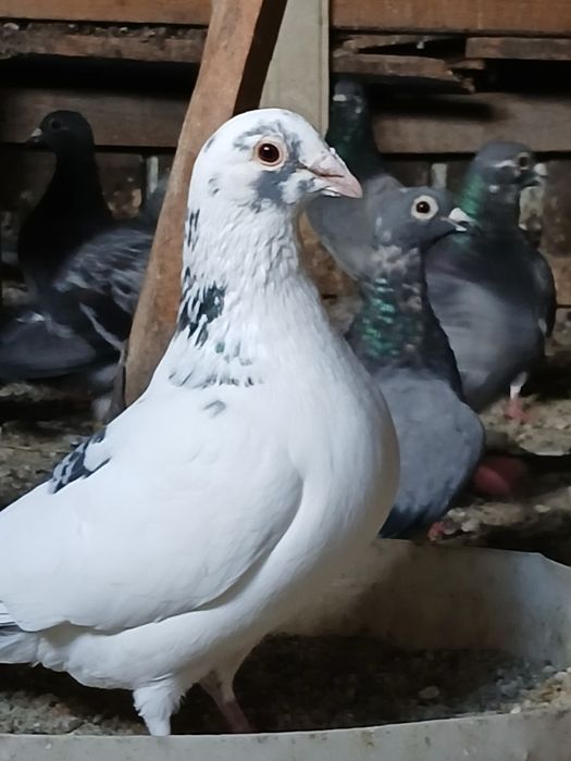 Porumbei voiajori
