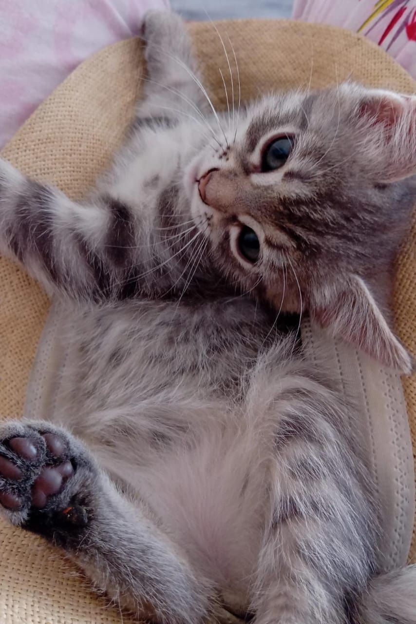 Отдаю котят,в хорошие руки!!!
