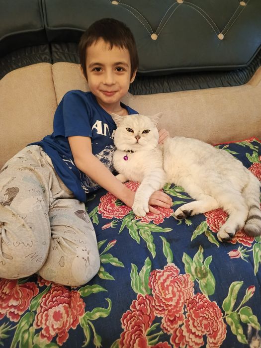 Продается породистый кот