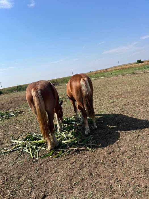 Vând sau schimb două mânze.