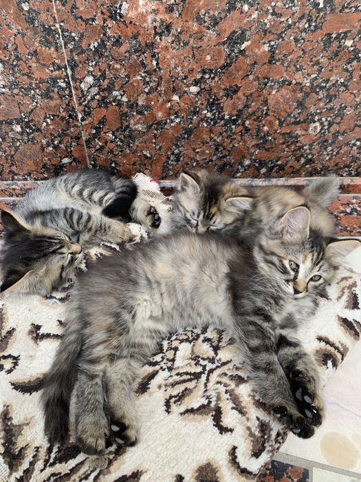 Котята сибирской породы