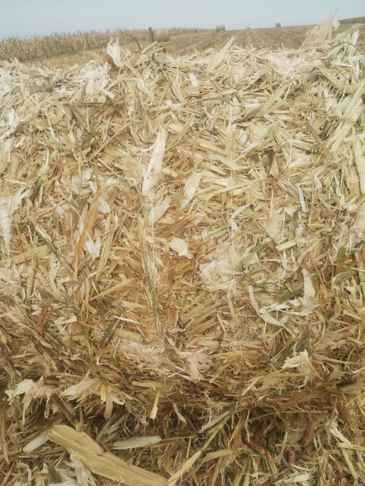 Vând baloți de coceni 120×120