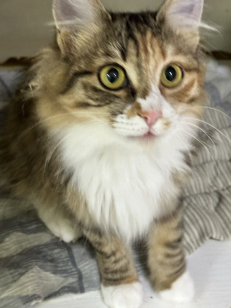 Кошка Зайка ищет дом