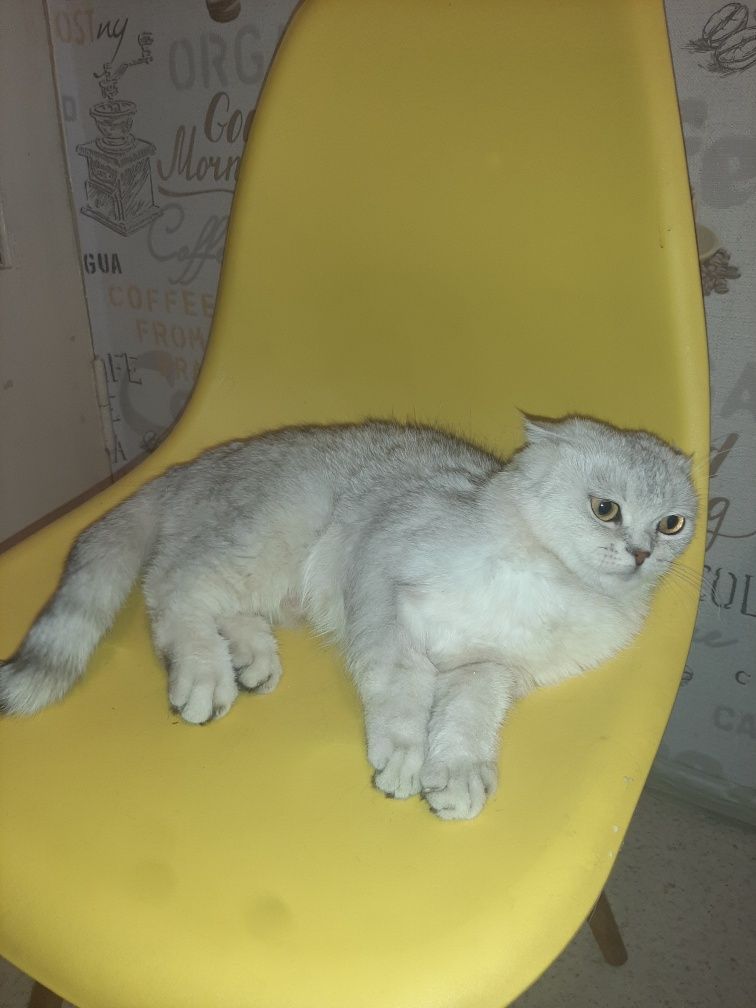 Продам породистую кошку