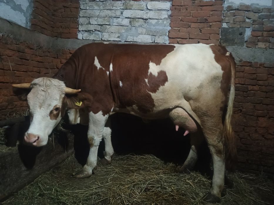 Vând jurinca la prima fătare fătată recent cu 27 de litri de lapte p z