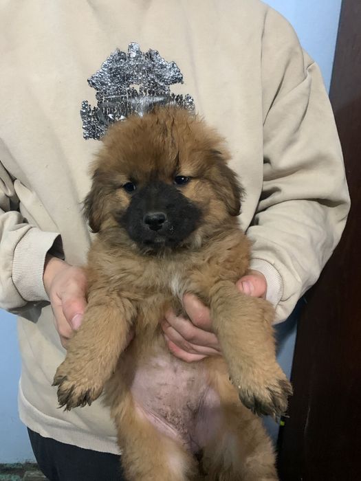 Dau spre adoptie 2 fete si un baiat are 2 luni