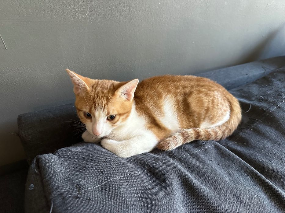 Котета родени на 01.07 си търсят дом!