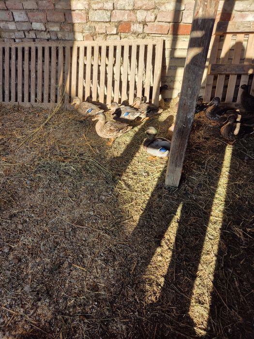 Rațe sălbatice 2025