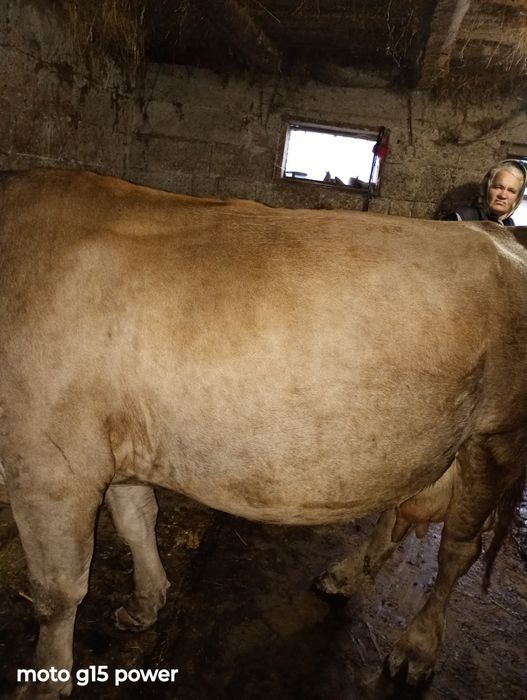 Vând vaca de calitate