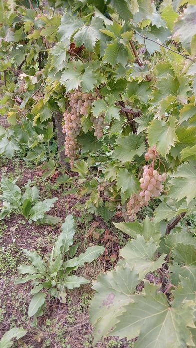 De vânzare struri de masă albi