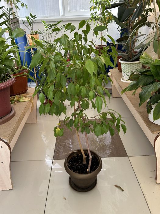 Домашние цветы в горшке