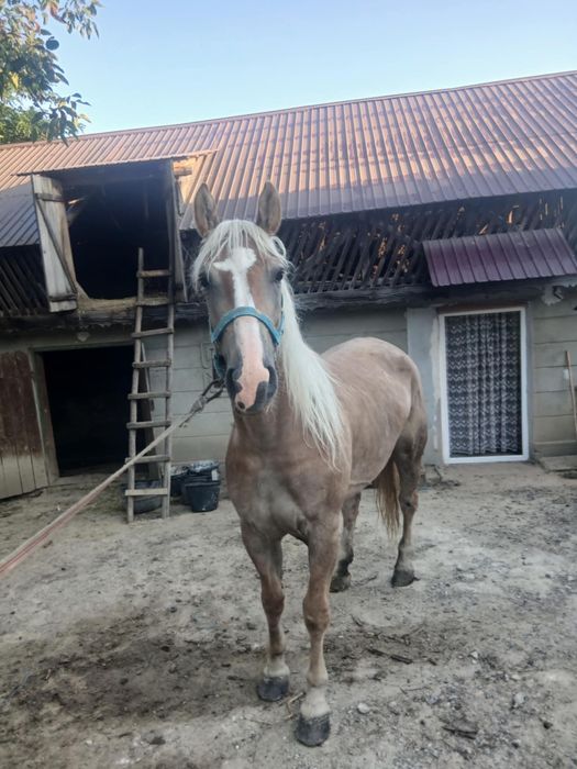 De vânzare iapa bună